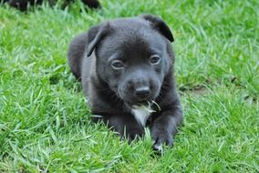 Cute black puppy on the green grass