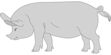 big gray pig as a graphic image