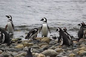 wonderful Penguins