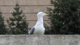 Bird in Barcelona on blurred background