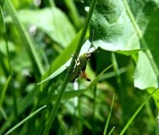 Grasshopper Grass