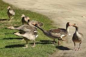 flock of a Grey Geese