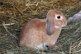 rabbit sitting on hay