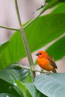 little orange bird sits on a green plant