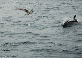 Seagull and Dolphin