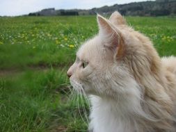 portrait of orange cat face in nature
