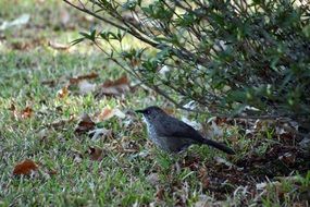 Spotted bird on the grass