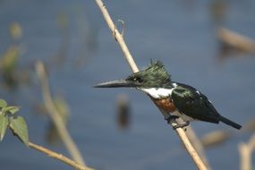 Colorful and beautiful Kingfisher Bird on a branch in Venezuela