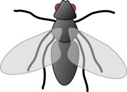 drawing of a fly with transparent wings