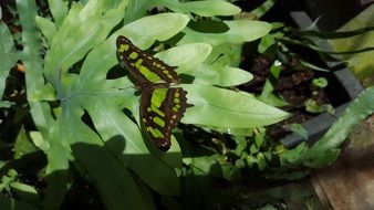 butterfly with green spots on a plant