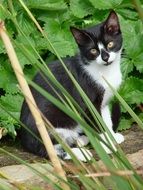 Black and white cat near the plants