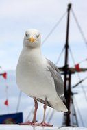 sea gull on board