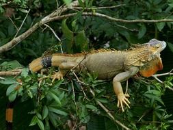 iguana on the tree branch