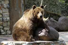 brown bear leaned on stone in the zoo poznan