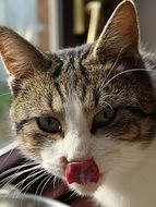 Portrait of the cute cat with the tongue