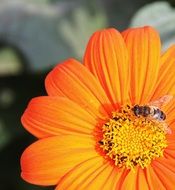 honey bee on orange gerbera