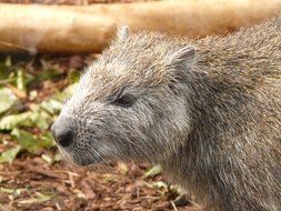 Hutiaconga Cuban tree Rat closeup