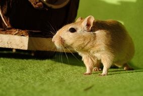cute domestic gerbil