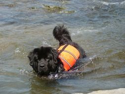 pretty and cute Dog on River