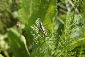 grasshopper on green grass in the meadow