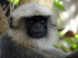 Gray Langur Monkey close-up on blurred background