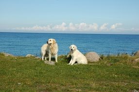 Golden Retrievers, two Dogs at sea