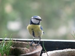 Eurasian blue tit on a potted flower