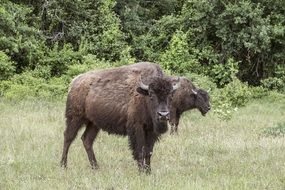 Picture of the buffaloes