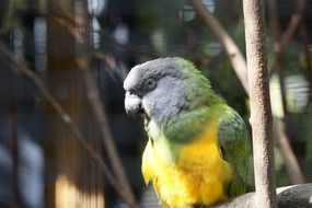 colorful parrot on a branch in a cage