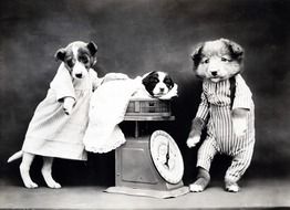 puppies in clothes at a black and white photo shoot