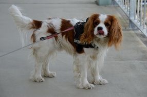 dog breed Cavalier King Charles Spaniel with brown and white fur