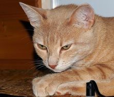 portrait of red cat