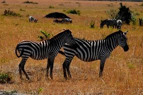 zebras in Tanzania