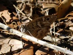 butterfly in the autumn forest