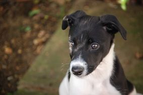 Lurcher Puppy Canine Dog