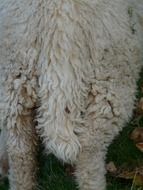 Wool on the white sheep