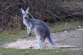 gray kangaroo in australia