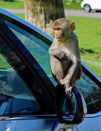 Rhesus Monkey sitting on a car