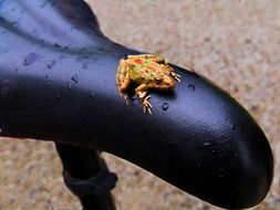 little frog sitting on a bicycle saddle