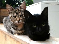 beautiful domestic kittens close-up