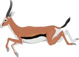 Antelope Running drawing