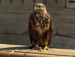 proud leashed falcon