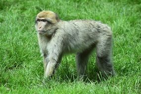 barbarian macaque on green grass