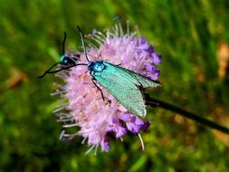 Moth Blue Butterfly