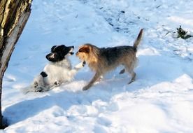 enchanting Dogs Play in Snow