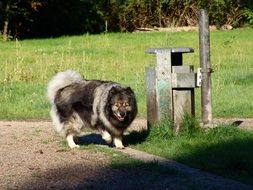 beautiful Keeshond Dog