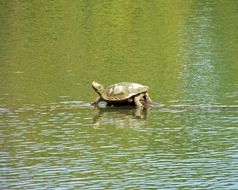 turtle in the pond