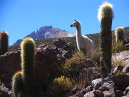 Landscape in Bolivia