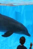 Dolphin And Boy