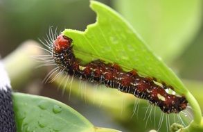 hairy red grasshopper